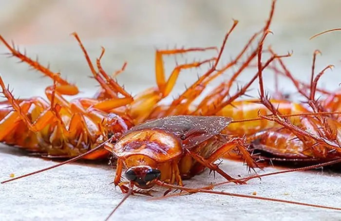 Cockroach Control Service-organicpestcontrolbd