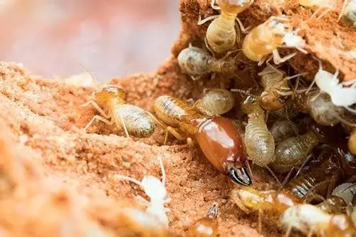 Termite Control Service-organicpestcontrolbd