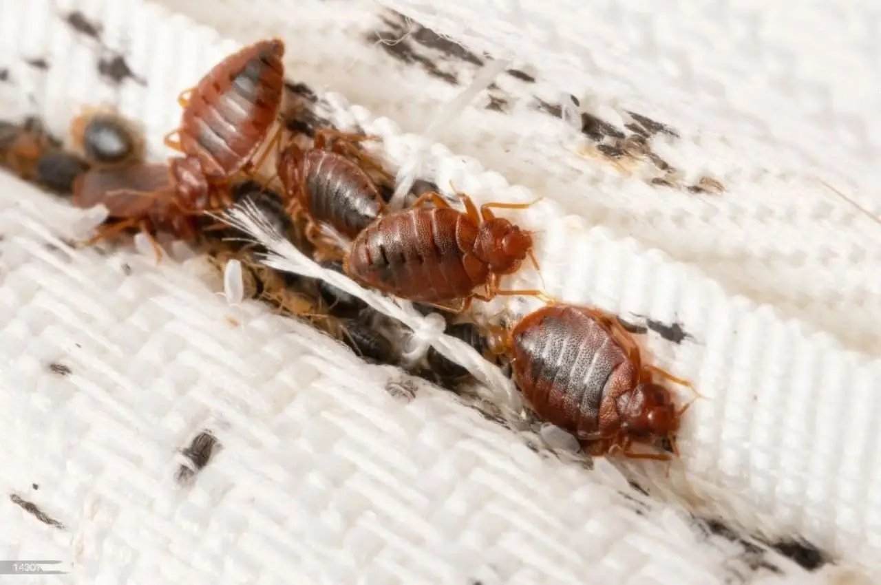 Bed Bug Control Service-organicpestcontrolbd