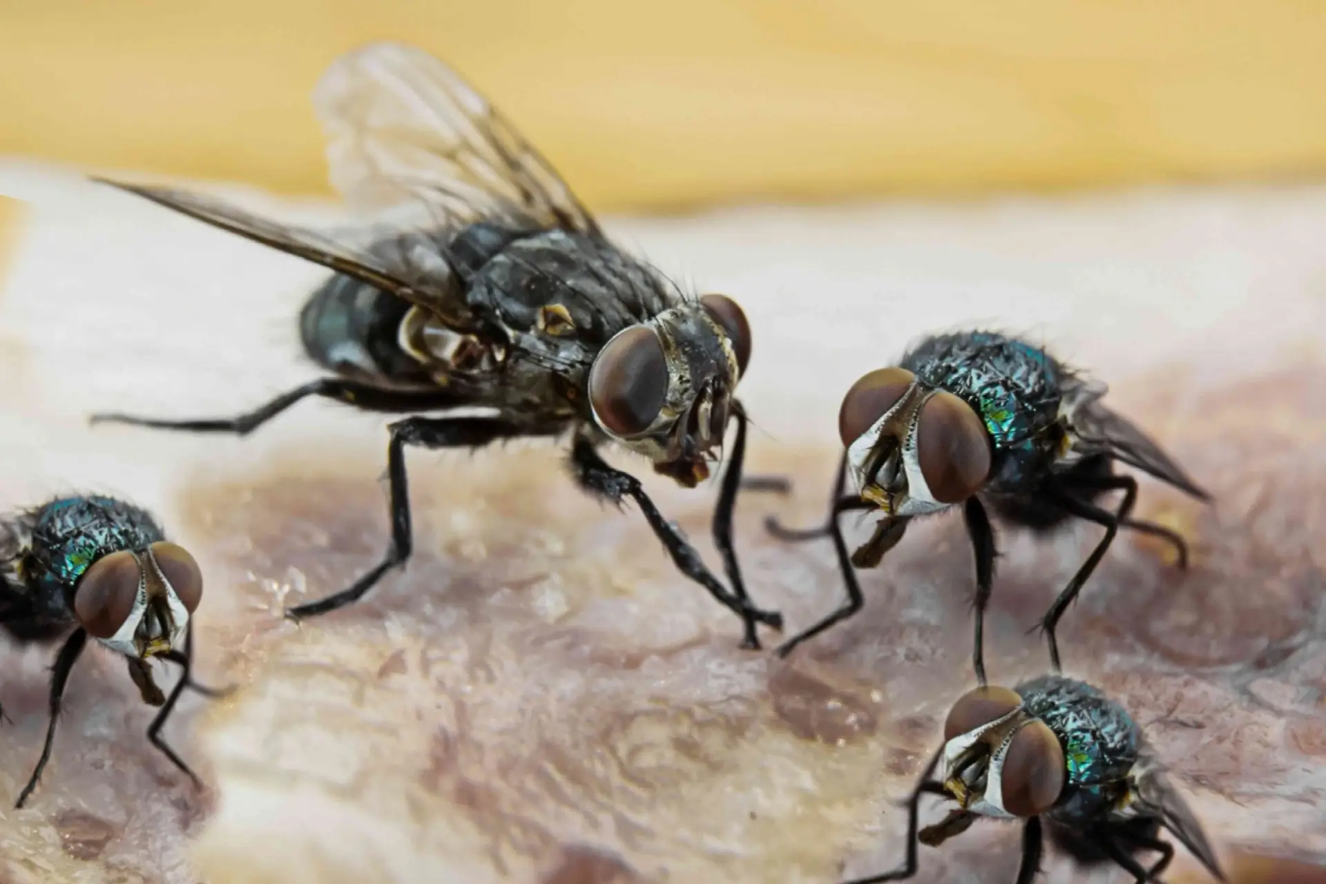 Fly Control Service-organicpestcontrolbd