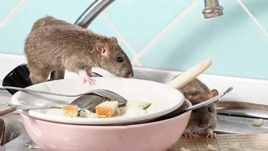 Rodent Control Service-organicpestcontrolbd