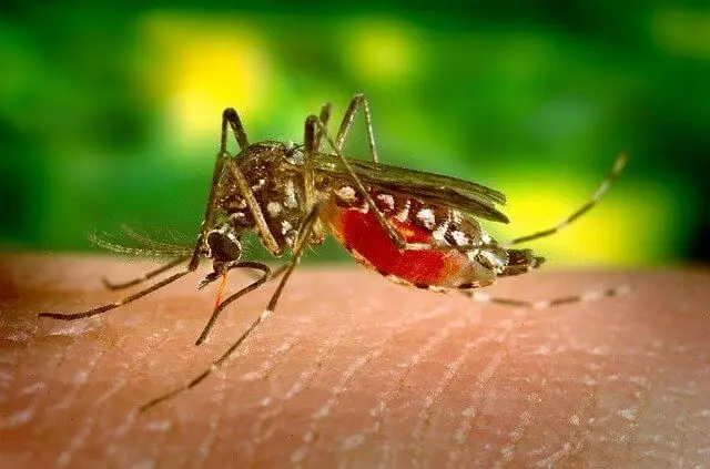 Mosquito Control Service-organicpestcontrolbd