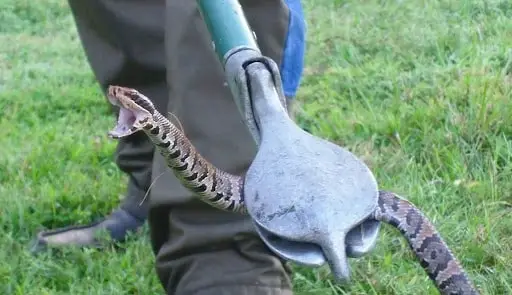 Snake Control Service-organicpestcontrolbd