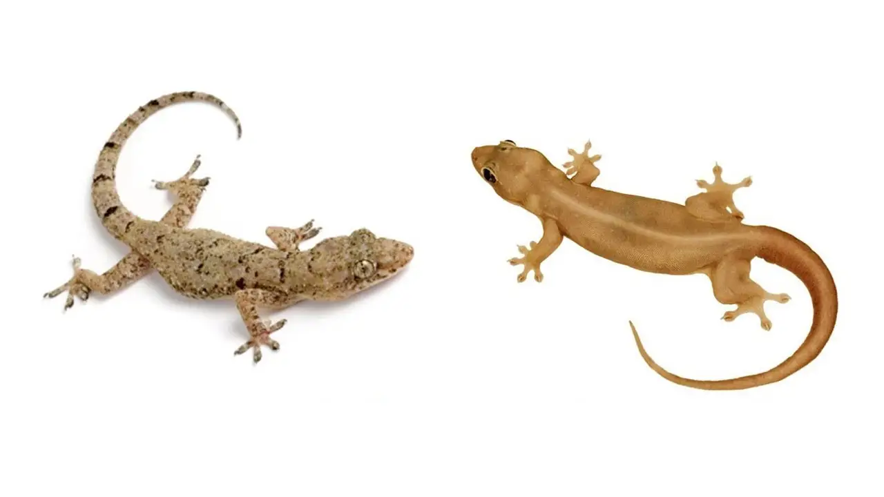 Lizard Control Service-organicpestcontrolbd