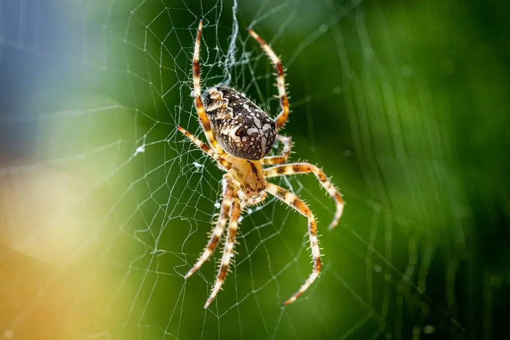 Spider Control Service-organicpestcontrolbd