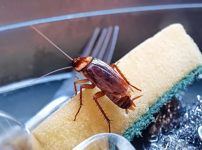 cockroach-control-service-organic-pest-control-organicpestcontrolbd
