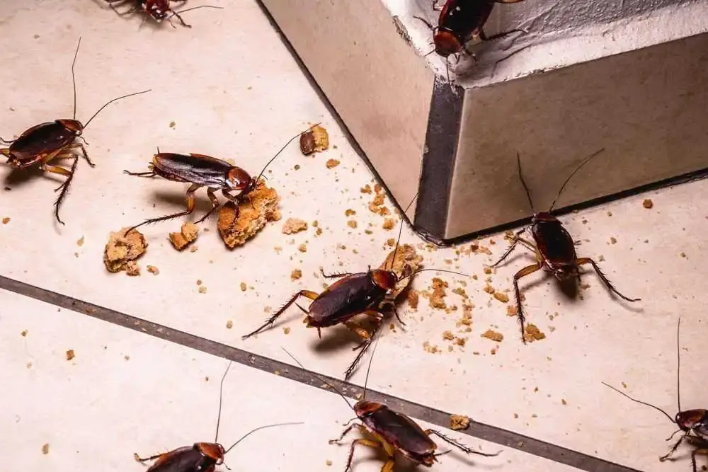 dangers-cockroaches-organic-pest-control-bd